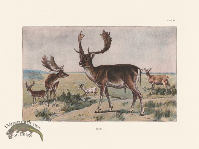 (image for) Les Chiens 069