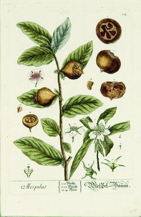 Blackwell German 106