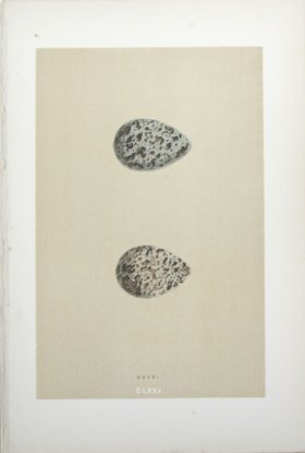 Morris_Eggs_12