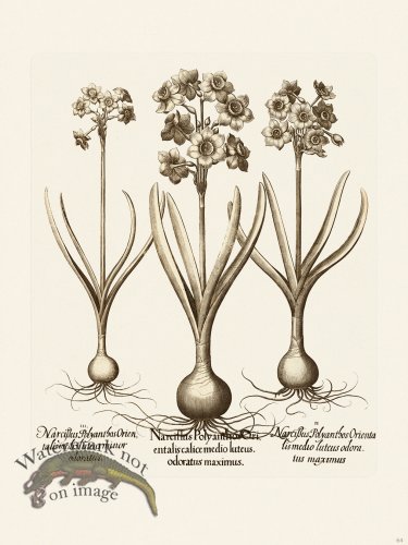 (image for) Besler 064 B1