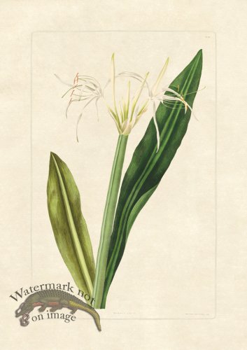 (image for) Edward bury 28