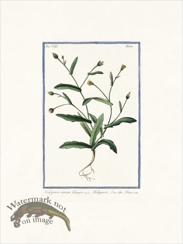 (image for) Bonelli V8 012