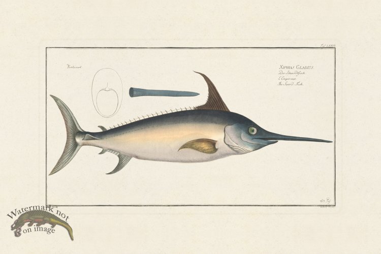 (image for) BLOCH FISH 076