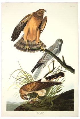 Marsh Hawk