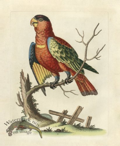 (image for) Edwards Parrot 21.jpg