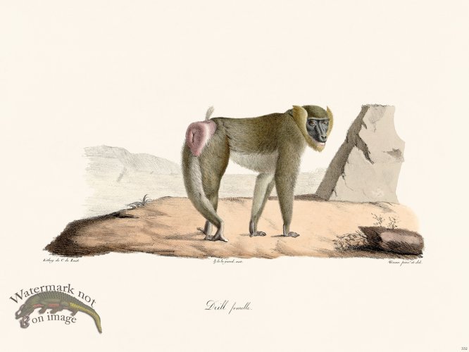 (image for) Cuvier 333 Female Drill