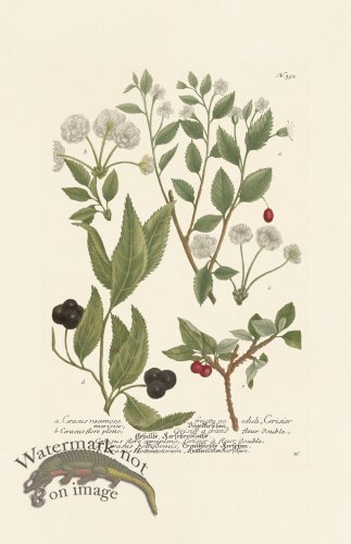 (image for) Weinmann PL 352