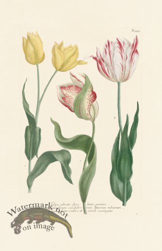 (image for) Weinmann Pl 992