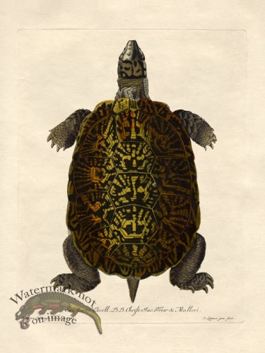 (image for) Turtle 4