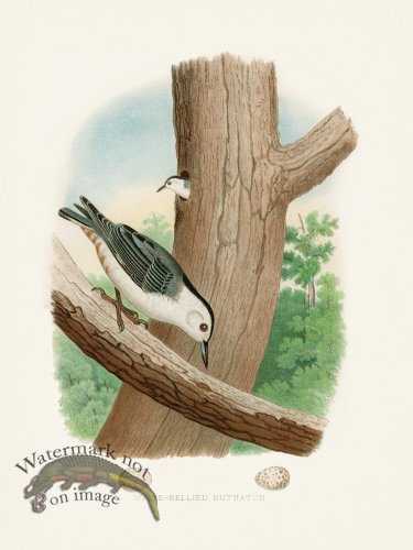 (image for) Thomas Gentry Bird 37