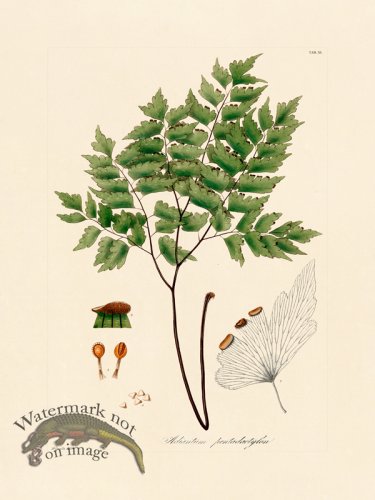 (image for) Hooker Fern 11