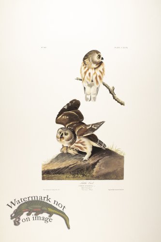 (image for) Little Owl