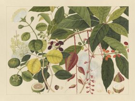 Andalas Botanicals 03