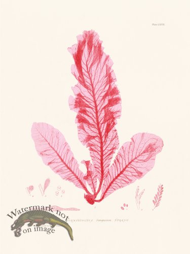 (image for) Bradbury Seaweed 067