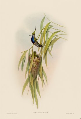 Gould Hummingbird 208