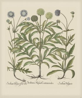 Besler 257 Colored B2