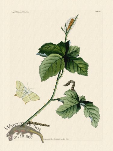 (image for) Wilkes Butterflies 039
