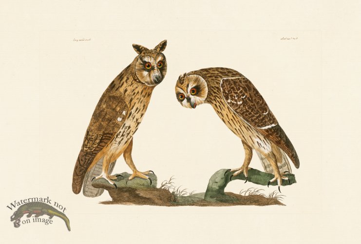 (image for) Pennant Zoology 130