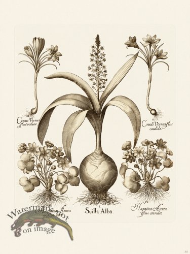 (image for) Besler 035 B1