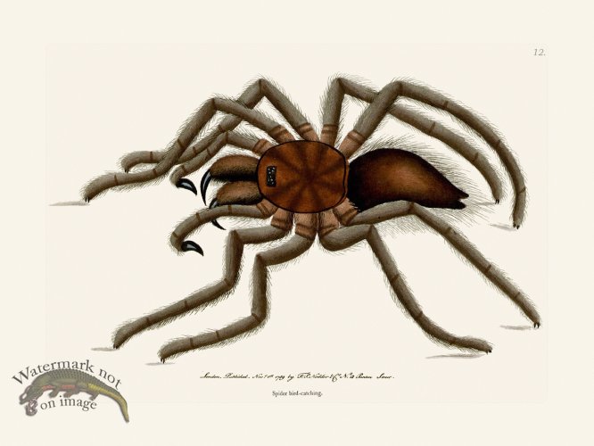 (image for) 012 Spider Bird -Catching