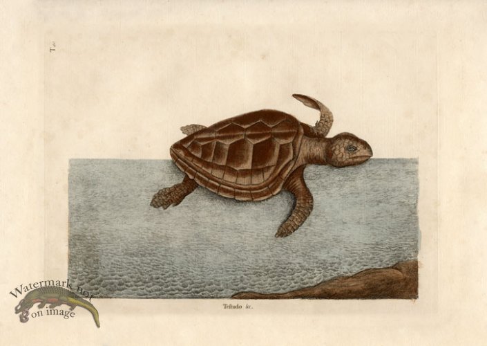 (image for) Loggerhead Catesby
