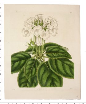 Curtis Botanical 044