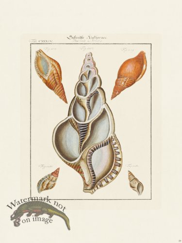 (image for) Martini Shells 059