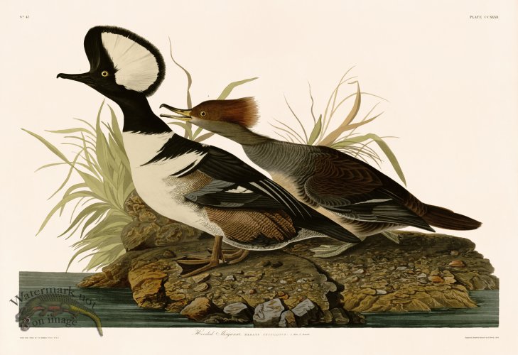 (image for) 232 Hooded Merganser