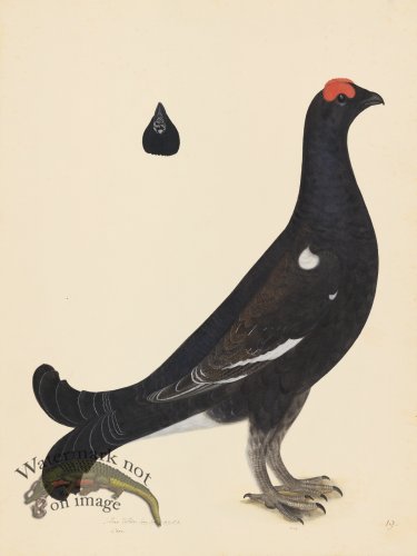 BLACK GROUSE COCK . PL 19