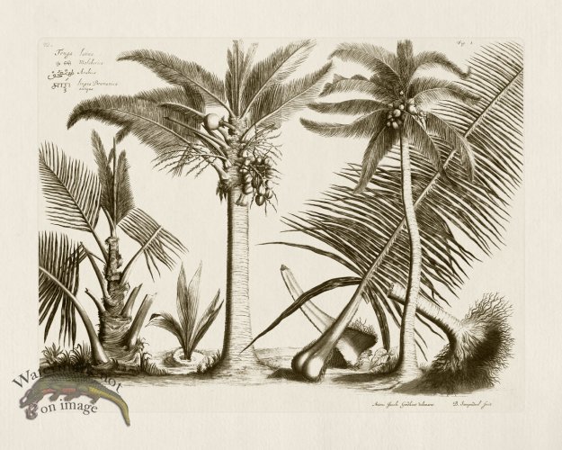 (image for) Hortus Vol 01 01