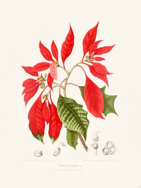 (image for) Horticulture of Java 16