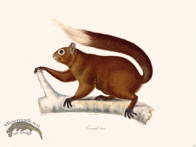 (image for) Cuvier 276 Brown Squirrel