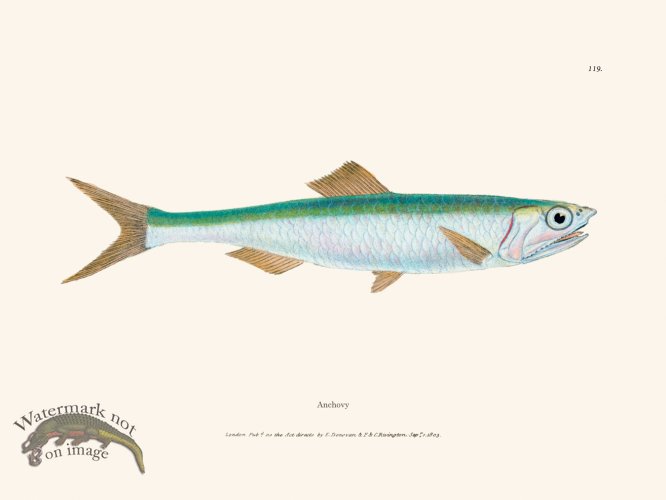 (image for) 119 Anchovy