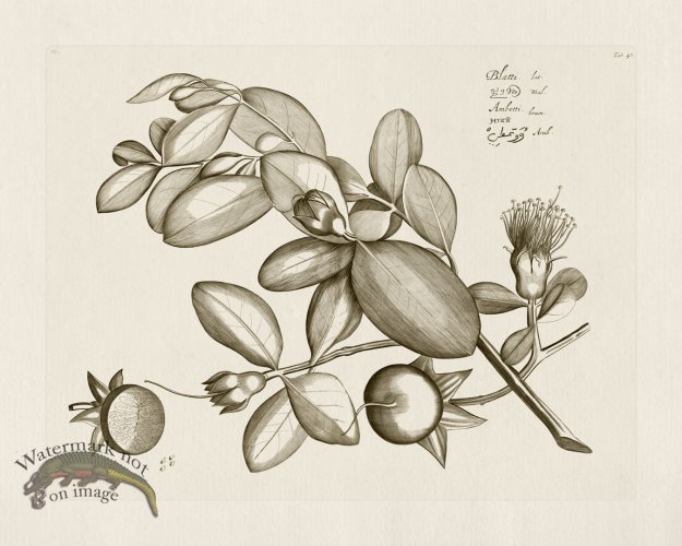 (image for) HORTUS VOl 03 40