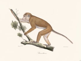 Cuvier 376 Chinese Hat