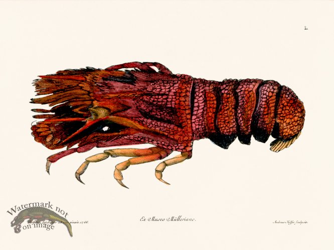 (image for) Knorr Sealife 50