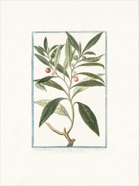 Bonelli 159 Nightshade