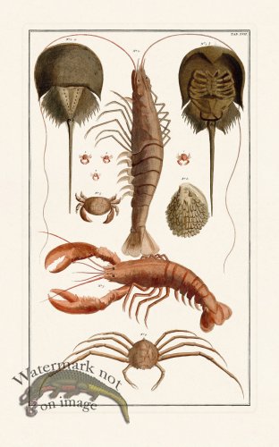 (image for) Seba B2 017