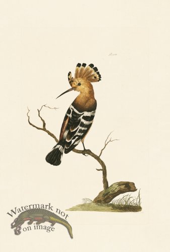 (image for) Pennant Zoology 083