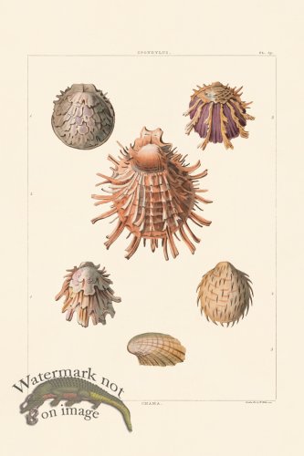 (image for) Perry Shell 59