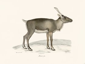 (image for) Cuvier 011 Reindeer Faun