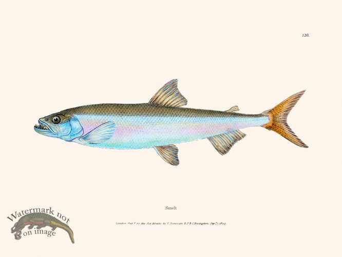 (image for) 120 Smelt