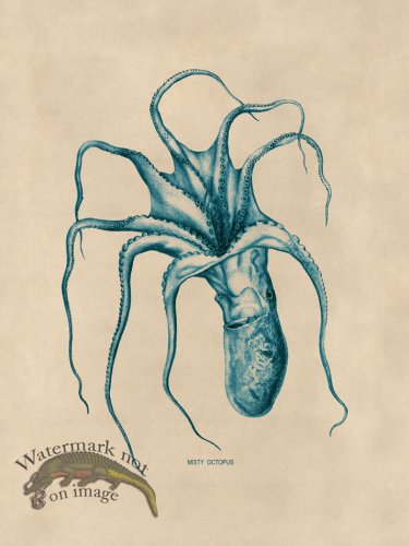 (image for) Octopus Teal 46