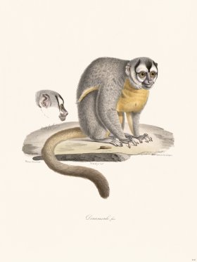 Cuvier 413 Douroucouli Fem