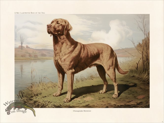 (image for) CFA Dog Chesapeake Retriever 03