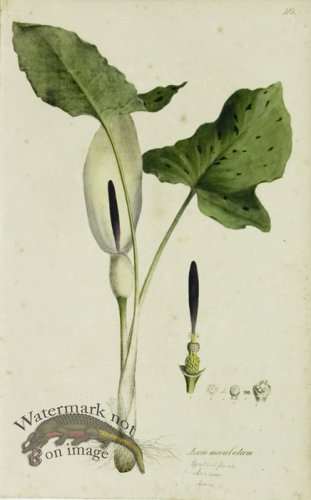 (image for) 1828_Gmp 089