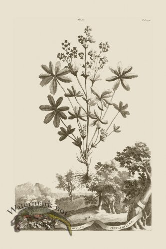 (image for) Abraham Munting 090