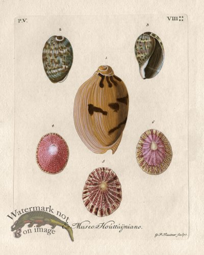 (image for) Knorr Shell 15