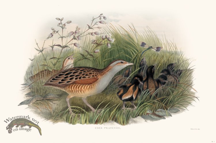 (image for) Gould Shore Bird 009