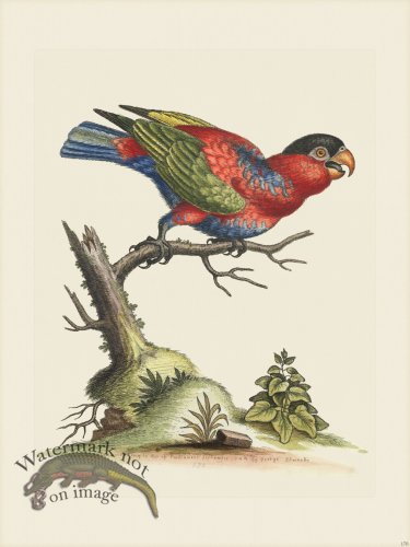 (image for) Edwards 170 First Capped Lory